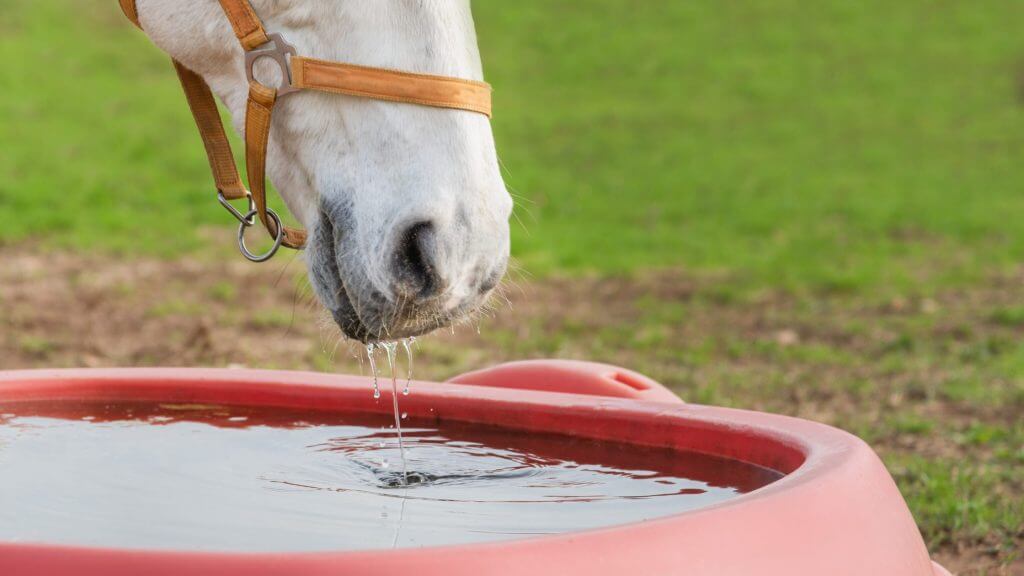 馬が水を飲む写真